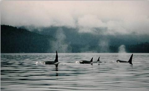Orcas6.jpg