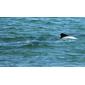 File:Commersons Dolphins off Saunders Island (5552233004).jpg
