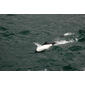File:Commerson Dolphin.jpg